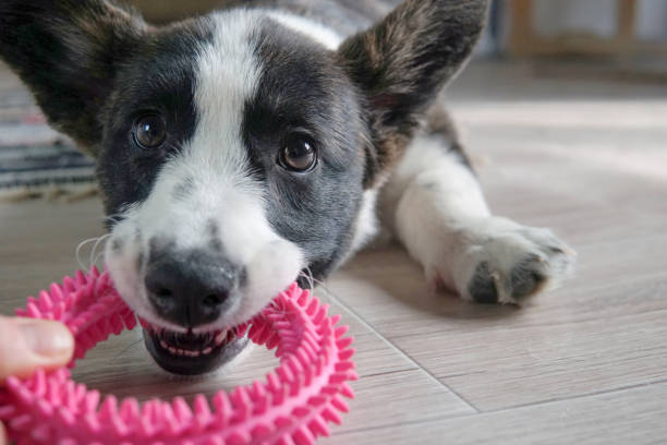 istock The corgi puppy is playing. Pulls a toy 1341604388