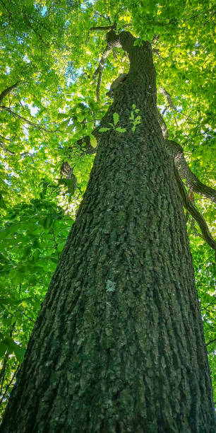 istock Tall oak tree in the rays of the sun in a mountain forest 1341604541