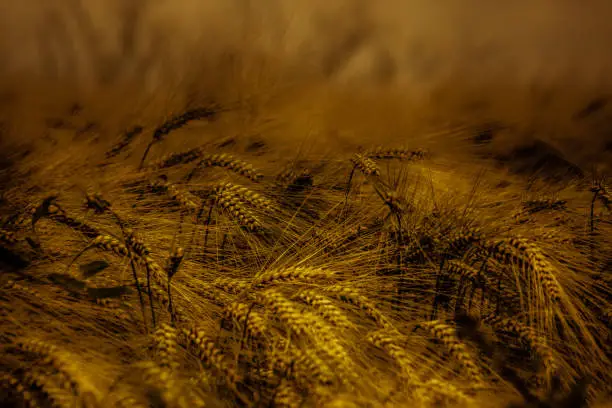 Outdoor golden monochrome wheat/grain ears in the wind, late summer impression ,vintage painting style