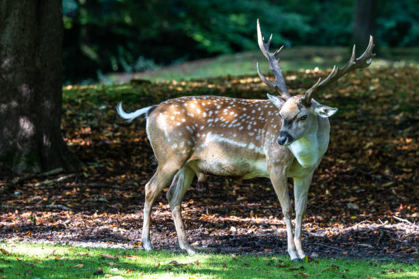 istock The fallow deer, Dama mesopotamica is a ruminant mammal 1341604814