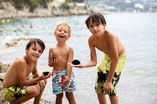 Cute child, blond toddler boy, holding sea urchin on the beach, summertime