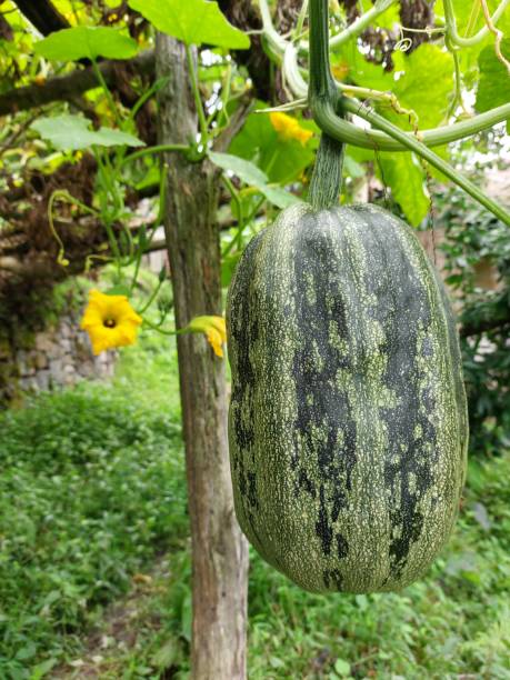 fresh hanging squash 04 - planting growth plant gourd zdjęcia i obrazy z banku zdjęć