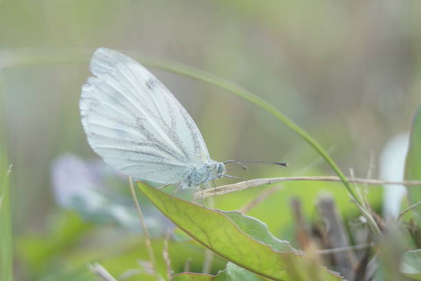 Full-color horizontal photo.  A white butterfly among meadow grasses. Lat. Pieridae.