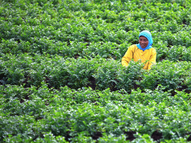 A woman wearing a hijab working in a vegetable field in the rural district of Soreang near Bandung in West Java, Indonesia.