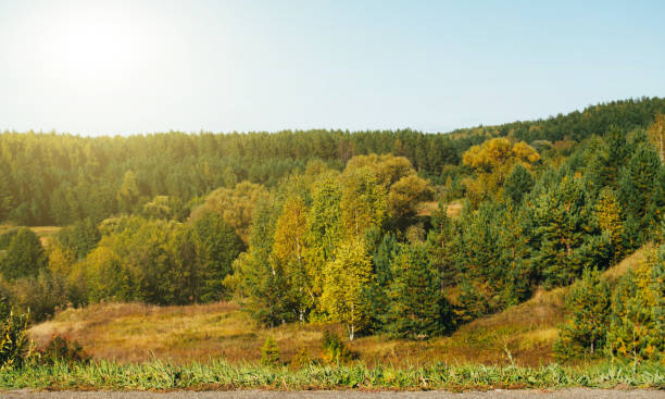 istock Autumn landscape with colorful forest, nature background 1341609490