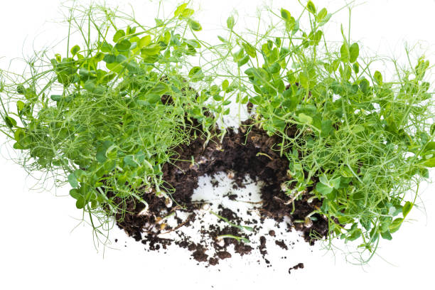 istock Pea micro greens sprouts, young pea shoots isolated on white 1341609695
