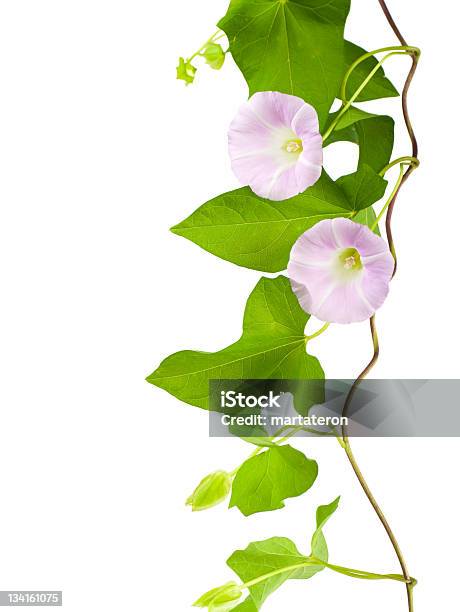 Convólvulo Flores - Fotografias de stock e mais imagens de Botão - Estágio de flora - Botão - Estágio de flora, Branco, Caule de planta