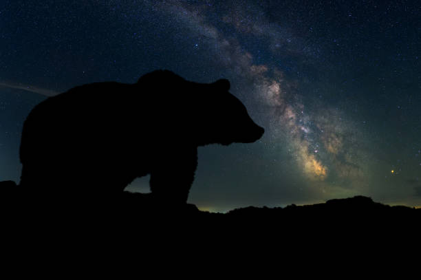 Beautiful night landscape with bear and the Milky Way galaxy