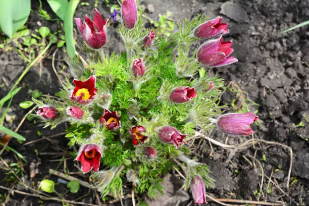 A close-up of a beautiful perennial spring plant Pulsatilla vulgaris, the pasqueflower, Rubra Pulsatilla vulgaris variety with red, pink flowers and heary stems.