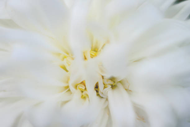 istock Floral background in white color. Photo blurry 1341613968