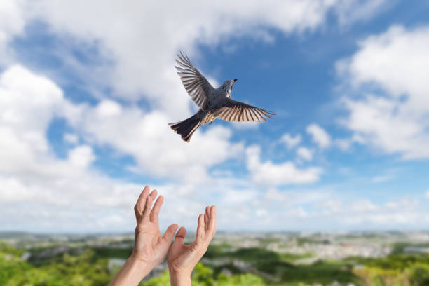 istock A small bird that is released and takes off in the sky 1341614227