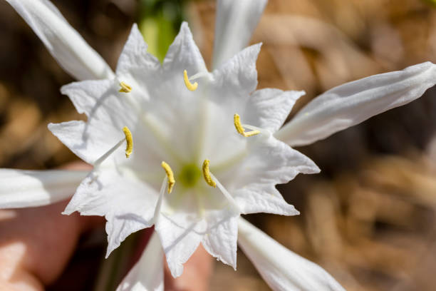Sand lily flower, close-up. stock photo