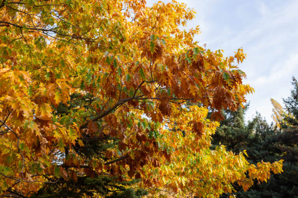 istock Beautifil colored leafs from a oak tree. Fall time. Wallpaper-screensaver. 1341616471