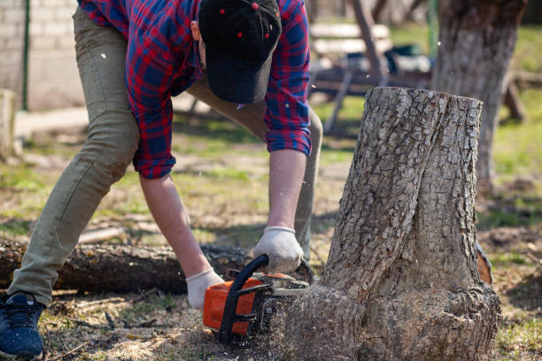 istock The worker cuts the stump with a chainsaw 1341619016