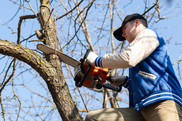 istock Gardener cuts out fruit tree with chainsaw. Sawdust flies as a man cuts a tree 1341619017