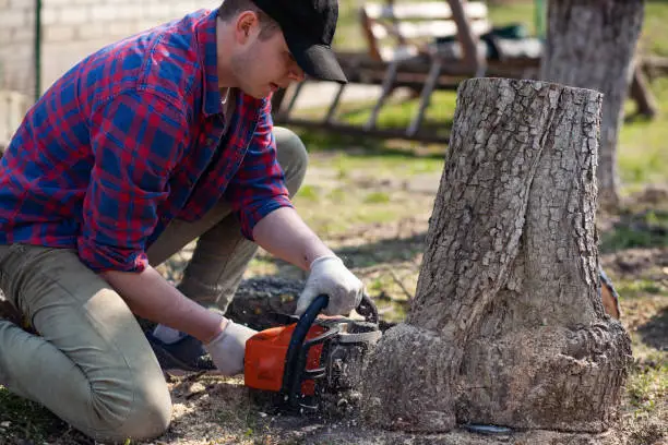 Photo of The worker cuts the stump with a chainsaw