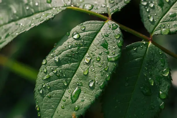 Close up view of water drops on green leaves after the rain, selective focus and blurred background.