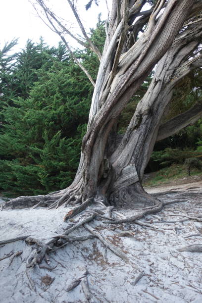istock Old and large seaside conifer  Exposed roots  Summer season 1341621000