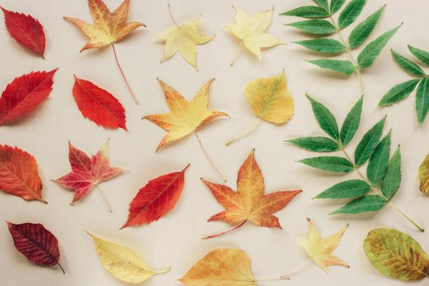 istock Red, yellow and green autumn leaves. Flat lay. Background, texture 1341622511