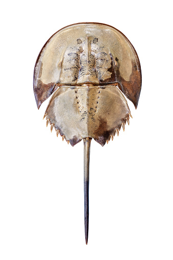 Horseshoe crab on white background isolated close up top view, marine arthropod with domed horseshoe-shaped shell and long tail-spine, ancient sea animal, lat. Xiphosura, Limulus polyphemus