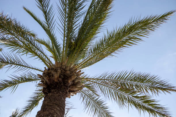 istock View of palm tree from bottom up view. against the sky 1341622700
