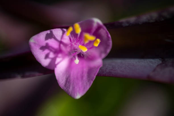 istock purple telegraph flower, close-up. 1341623122