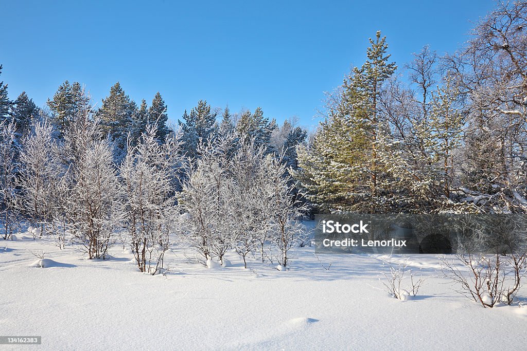 Beautiful winter landscape Beautiful winter landscape with snow-covered trees. Beauty In Nature Stock Photo