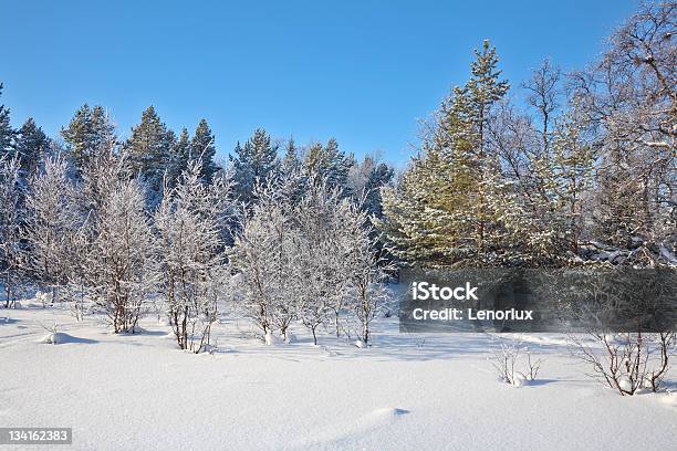 Beautiful Winter Landscape Stock Photo - Download Image Now - Beauty In Nature, Blue, Branch - Plant Part