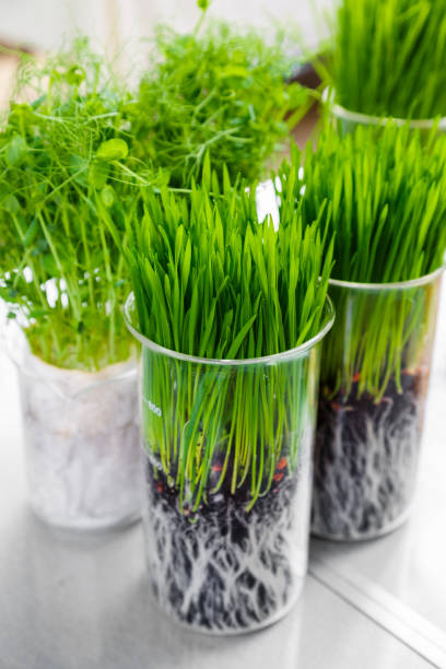 istock Germination and energy analysis of plants on table in laboratory 1341624340