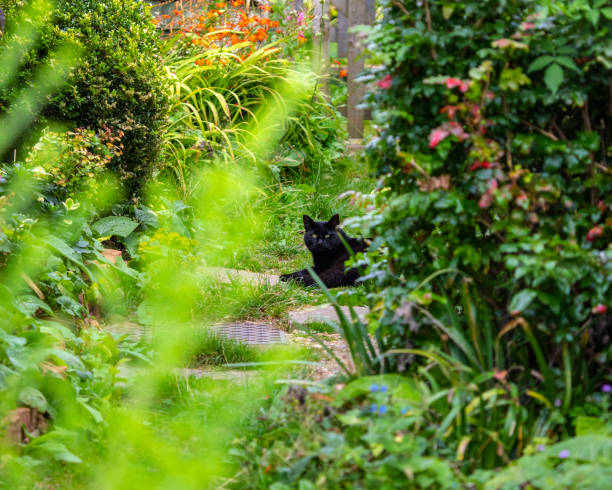 Black Cat in Finchingfield, Essex A black cat relaxing in the beautiful village of Finchingfield in Essex, UK. braintree essex photos stock pictures, royalty-free photos & images