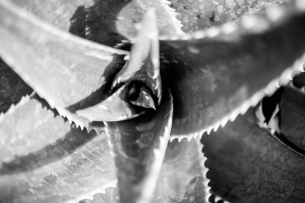 istock prickly sculent plant. cactus centre. macro photo. 1341626440