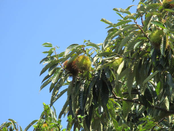 istock In September, a chestnut tree with delicious fruits 1341626979