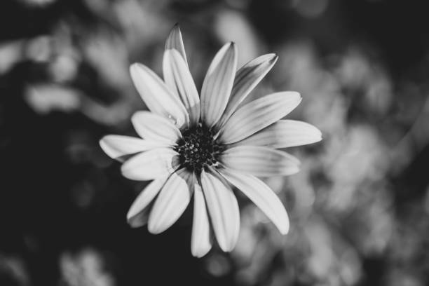 istock daisy, There is natural environment in the background. black and white. 1341627189