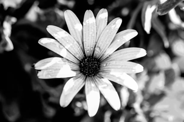 istock daisy, There is natural environment in the background. black and white. 1341627195