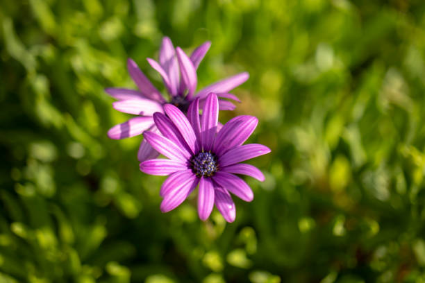 istock purple leaf daisy. There is natural environment in the background. 1341627211