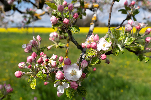Apple blossoms and buds in spring on the branch of an old apple tree in front of blooming meadows and fields