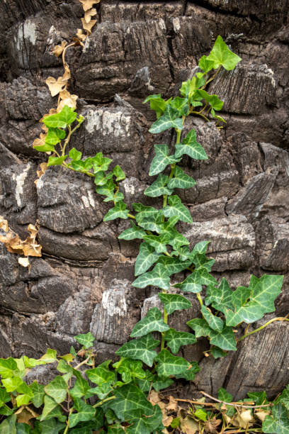 istock ivy plant climbing a tree trunk. natural environment background 1341628453