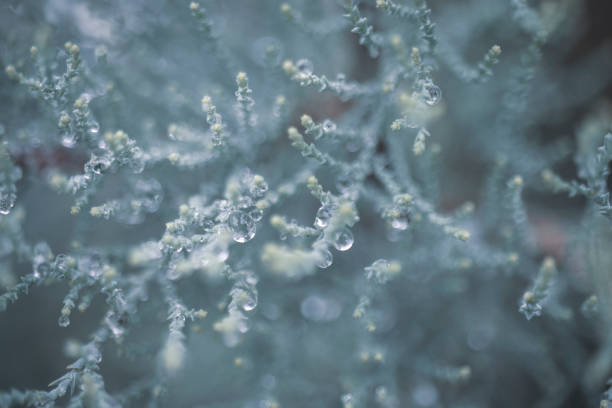 spruce tree leaf, close-up. macro photo. Raindrops .