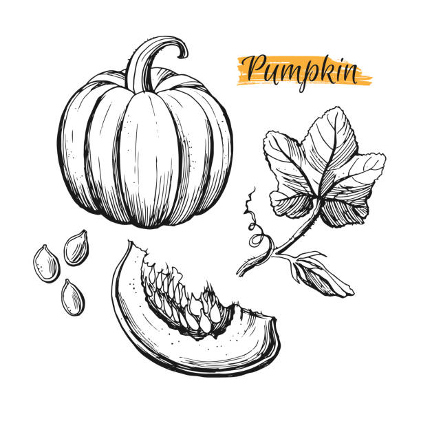 нарисованные вручную элементы сбора урожая тыквы выделены на белом фоне. - gourd family stock illustrations