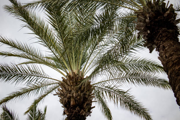 istock PALM TREES. against the sky. 1341628678