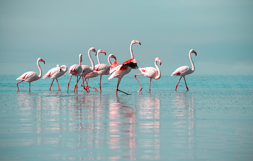 Aves silvestres africanas. Agrupar aves de flamencos africanos rosados caminando alrededor de la laguna azul photo