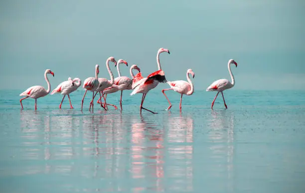 Photo of Wild african birds. Group birds of pink african flamingos  walking around the blue lagoon