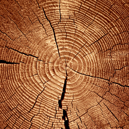 Old wooden cut surface with cracks and annual rings. Rough and detailed texture of a felled tree trunk or stump.