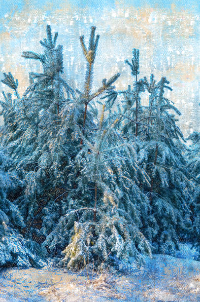 istock Pine forest covered with white snow. Tall coniferous trees on a mountain pass. December frosty day. 1341631502