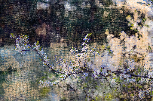 Cherry Blossom. Branches of fruit trees with white flowers. A fruit orchard. Digital watercolor painting.