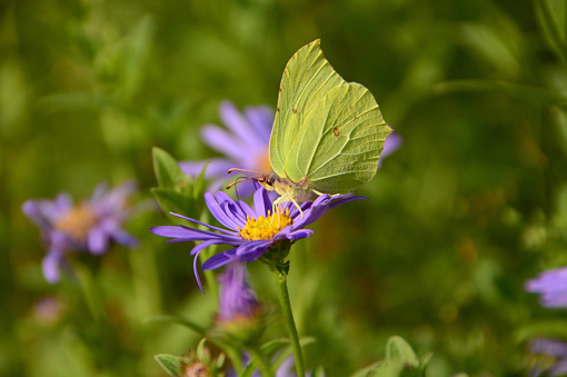 Ornamental garden: single common brimstone butterfly on top of a blooming alpine aster (Aster alpinus)