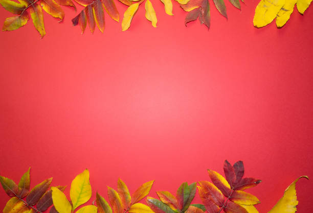 istock Beautiful bright autumn leaves on red paper background with copy space 1341631670