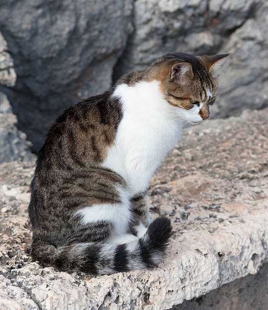 istock Cat relaxing on old roman stone 134163261