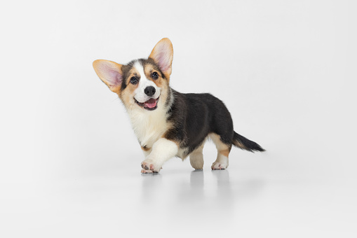 Sweet and cute corgi dog, puppy walking over white background. Animal friend. Cute joyful dog. Concept of motion, movement, pets love, animal life. Copyspace for ad