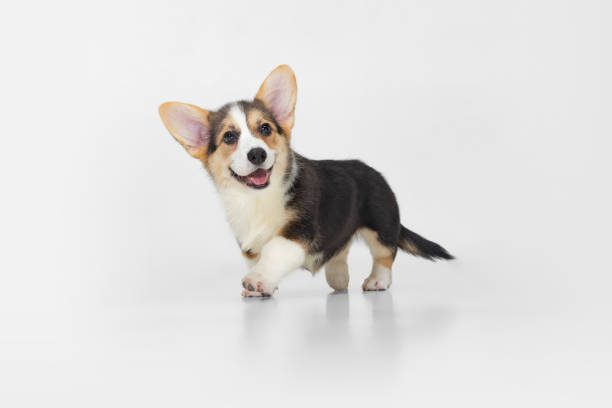 sweet and cute corgi dog, puppy walking over white background. furry friend - pembroke welsh corgi imagens e fotografias de stock